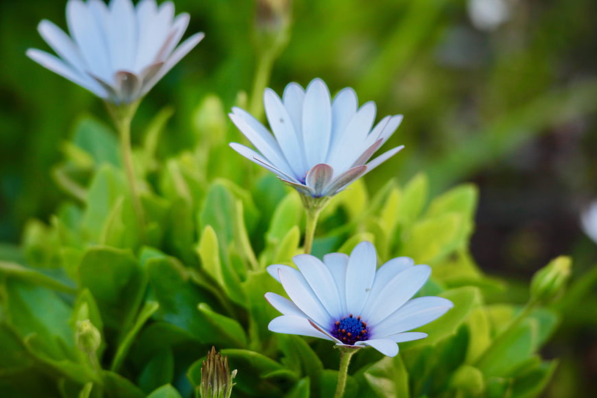 Close-up of delicate blue daisy flowers in a green garden