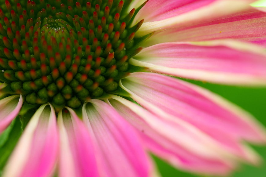 Macro Close-Up of Pink Coneflower with Green Center