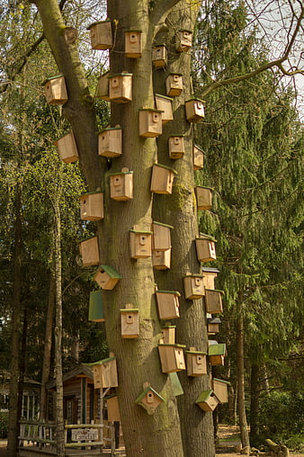 Wooden birdhouses attached to a large tree trunk in a forest