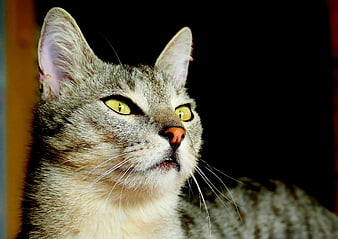 Close-up portrait of a grey tabby cat with yellow eyes
