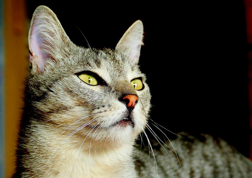 Close-up portrait of a grey tabby cat with yellow eyes
