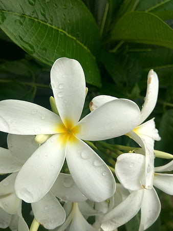 Close-up of white plumeria flowers with water droplets