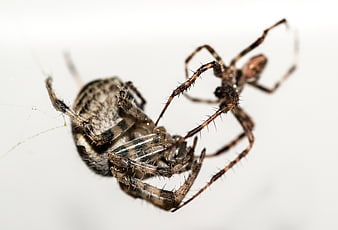 Macro photography of two spiders mating on a white background