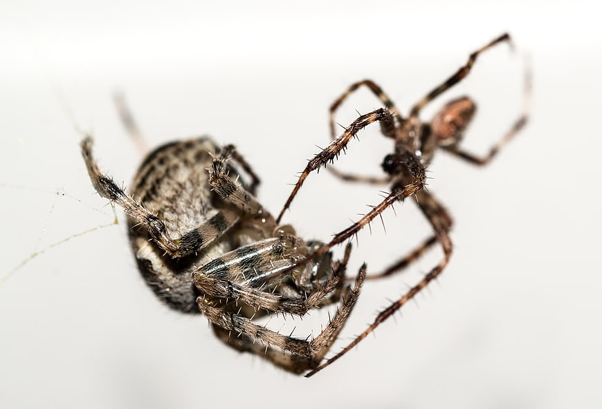 Macro photography of two spiders mating on a white background