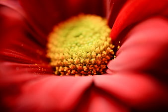 Macro Close-Up of Red Gerbera Daisy Center