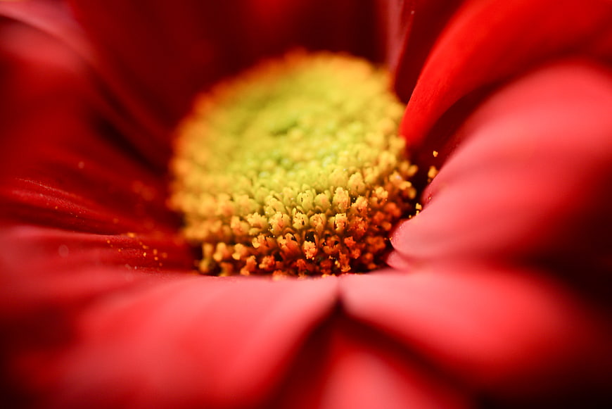 Macro Close-Up of Red Gerbera Daisy Center