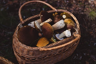 Wicker Basket Full of Freshly Picked Porcini Mushrooms in Forest
