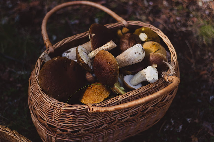 Wicker Basket Full of Freshly Picked Porcini Mushrooms in Forest