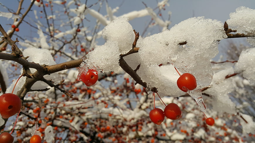 Red berries on snow-covered branches in winter sunlight