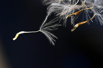Macro photography of dandelion seeds floating against dark background