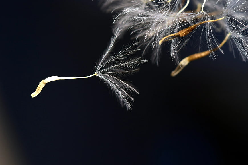 Macro photography of dandelion seeds floating against dark background