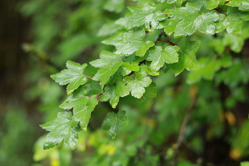 Close-up of wet green currant leaves after rain