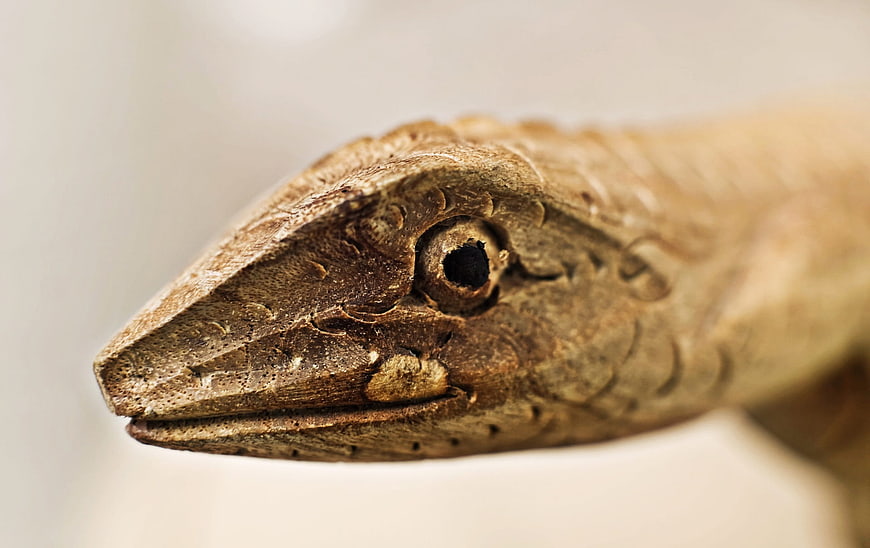 Close-up of Hand-Carved Wooden Lizard Sculpture