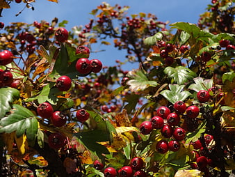 Close-up of red rowan berries on autumn branches