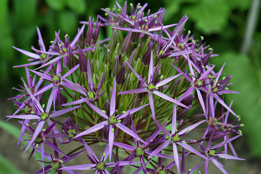 Close-up of purple Allium flower bloom with green background