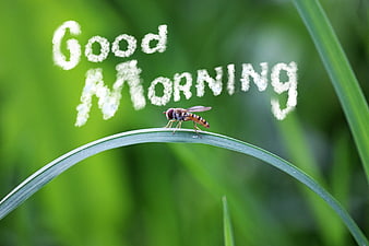 Good Morning Text on Dewy Grass with Hoverfly
