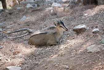 Resting Klipspringer Antelope in Rocky Natural Habitat