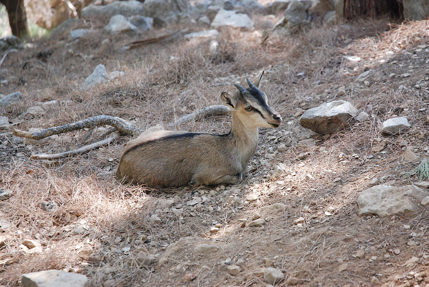 Resting Klipspringer Antelope in Rocky Natural Habitat