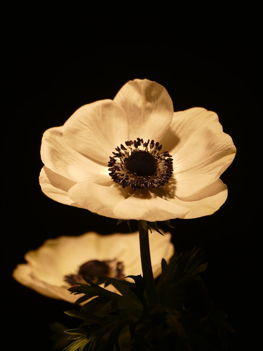 White Anemone Flower on Black Background