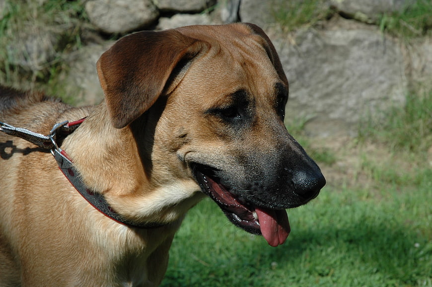 Close-up of a brown dog panting in a sunny garden