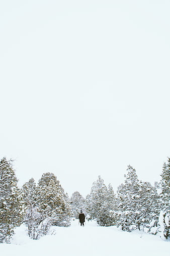 Lone Skier Walking Through Snowy Pine Forest