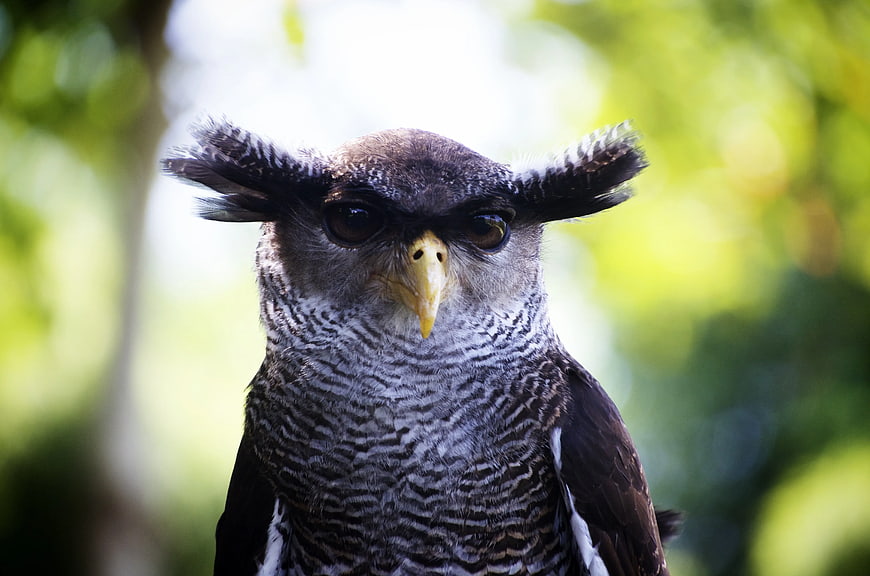 Close-up portrait of a Barred Eagle-Owl with intense gaze