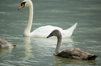 White Swan and Gray Cygnets Swimming in Calm Water