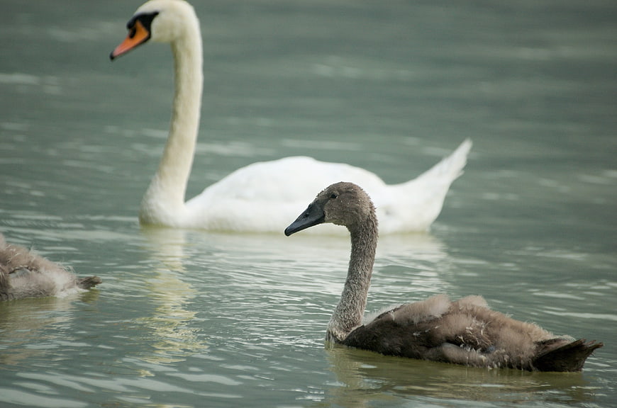 White Swan and Gray Cygnets Swimming in Calm Water