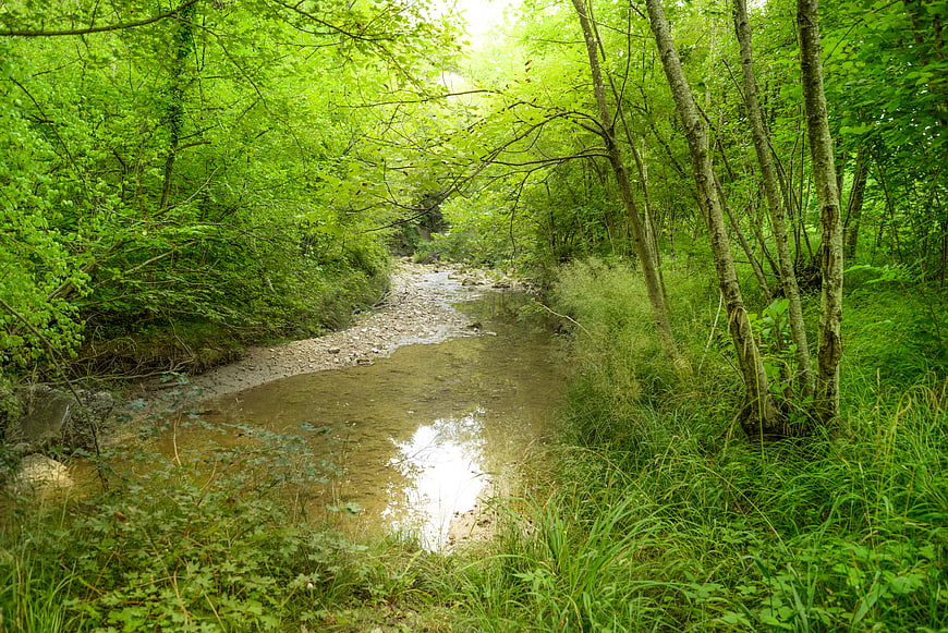 Serene Forest Stream Surrounded by Lush Green Foliage