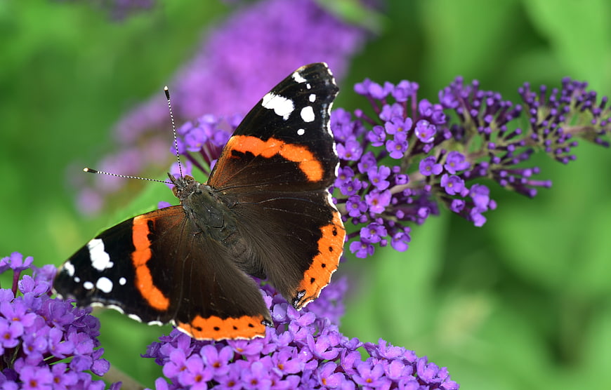 Red Admiral butterfly perched on purple lilac flowers in a garden