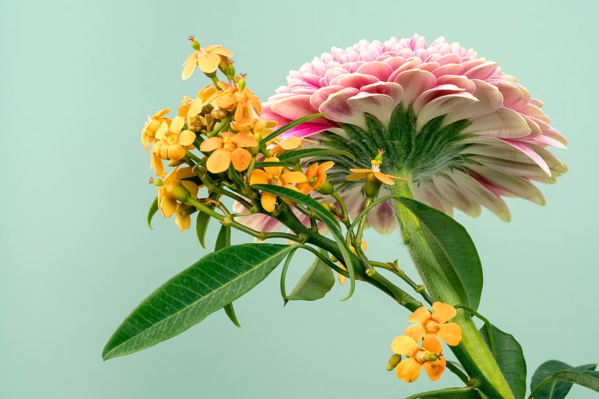 Pink Zinnia and Yellow Flowers on Mint Green Background