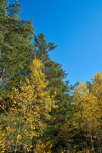 Yellow Aspen and Green Pine Trees Against Blue Sky