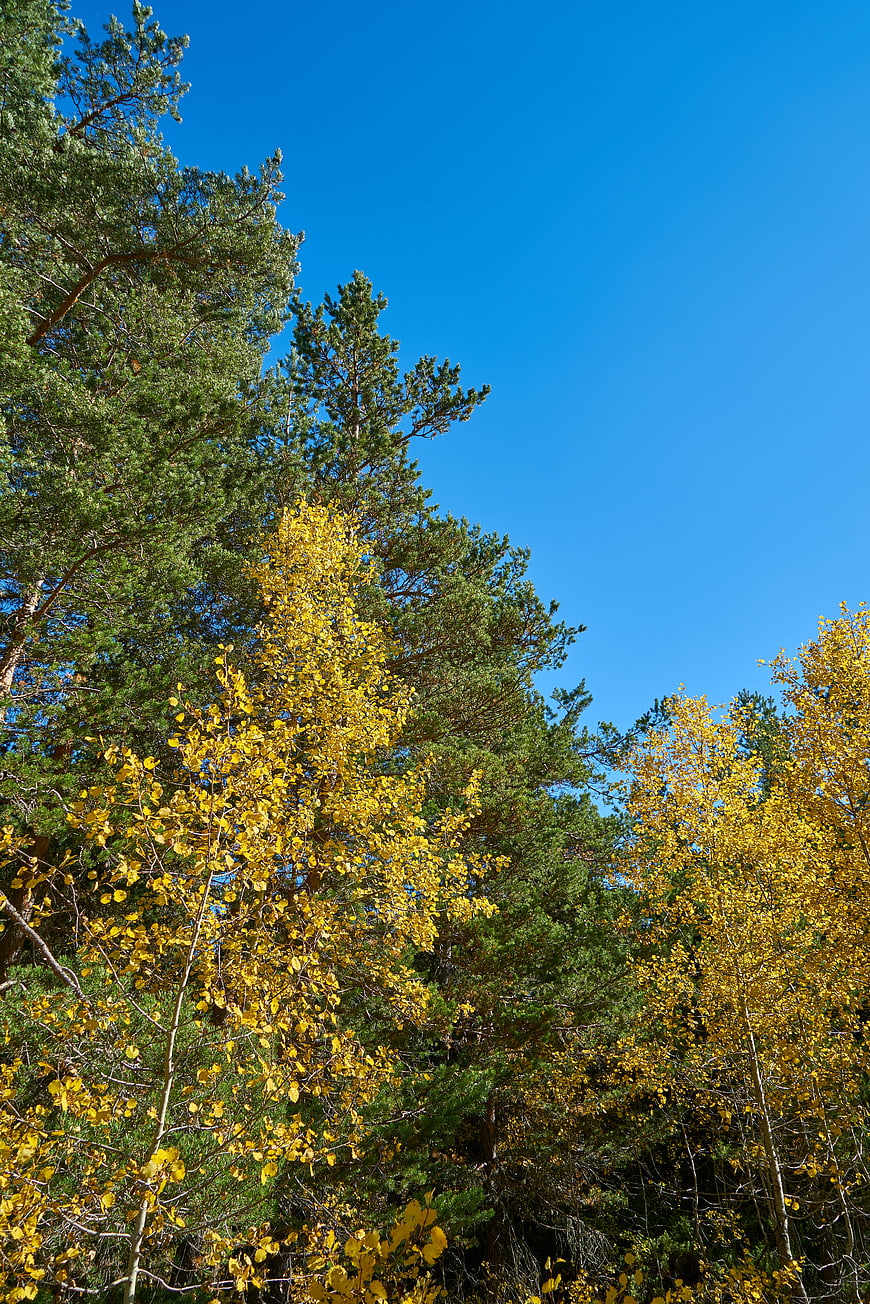Yellow Aspen and Green Pine Trees Against Blue Sky