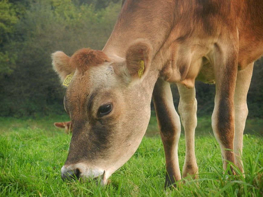 Brown cow grazing in green pasture with ear tags