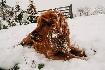 Irish Setter Dog Resting in Snowy Winter Landscape