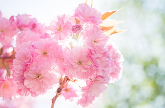 Soft Pink Cherry Blossoms Backlit by Sunlight