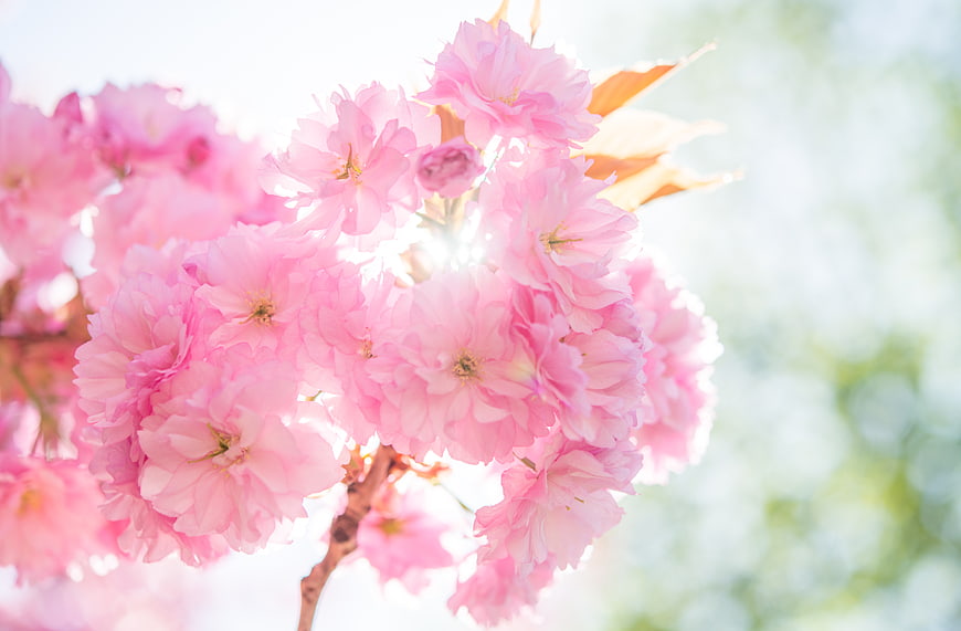 Soft Pink Cherry Blossoms Backlit by Sunlight