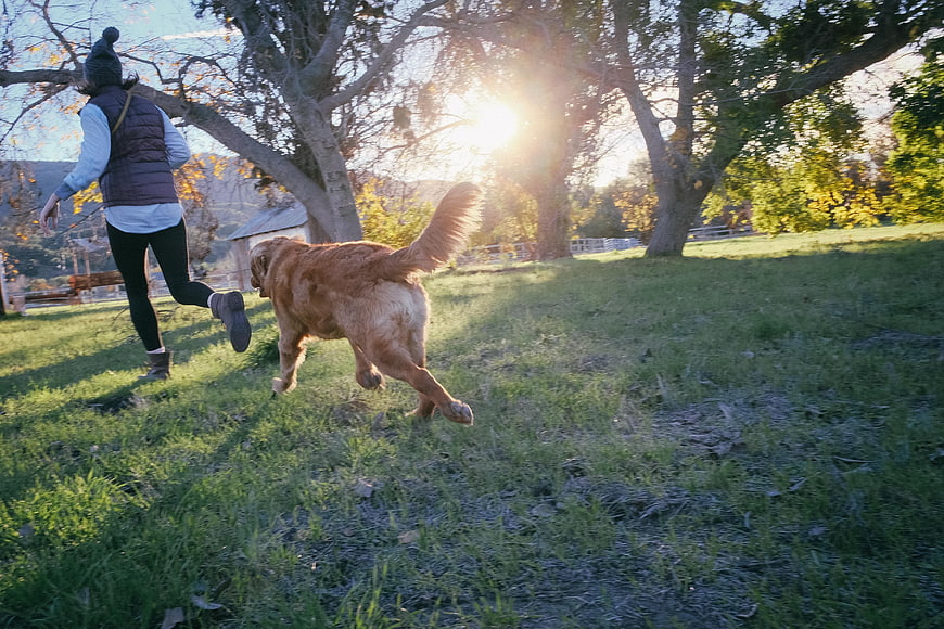 Woman Running with Golden Retriever in Sunlit Park