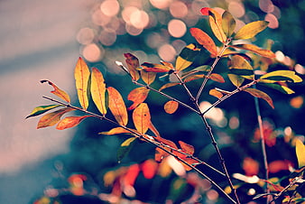 Autumn Branch With Colorful Leaves And Bokeh Background
