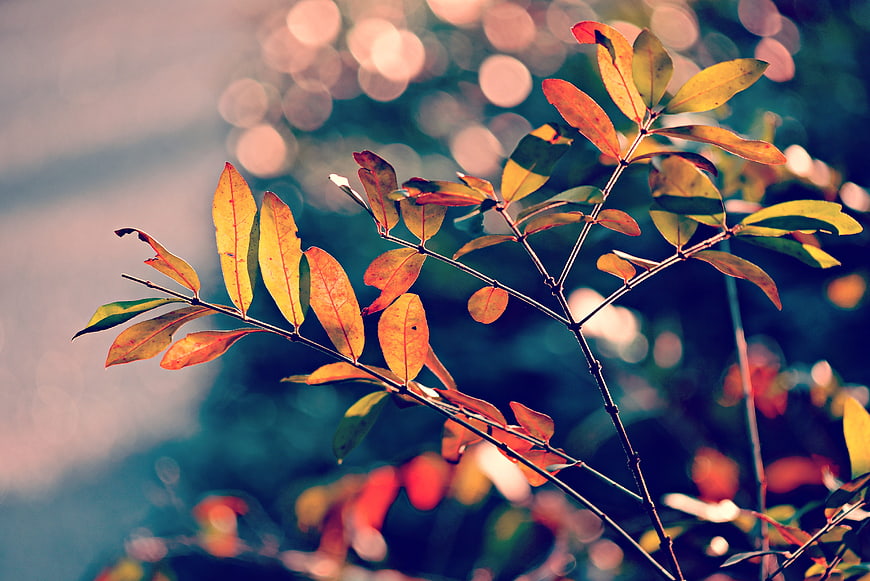 Autumn Branch With Colorful Leaves And Bokeh Background
