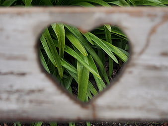 Green plant leaves viewed through a heart-shaped hole in a weathered white wooden fence