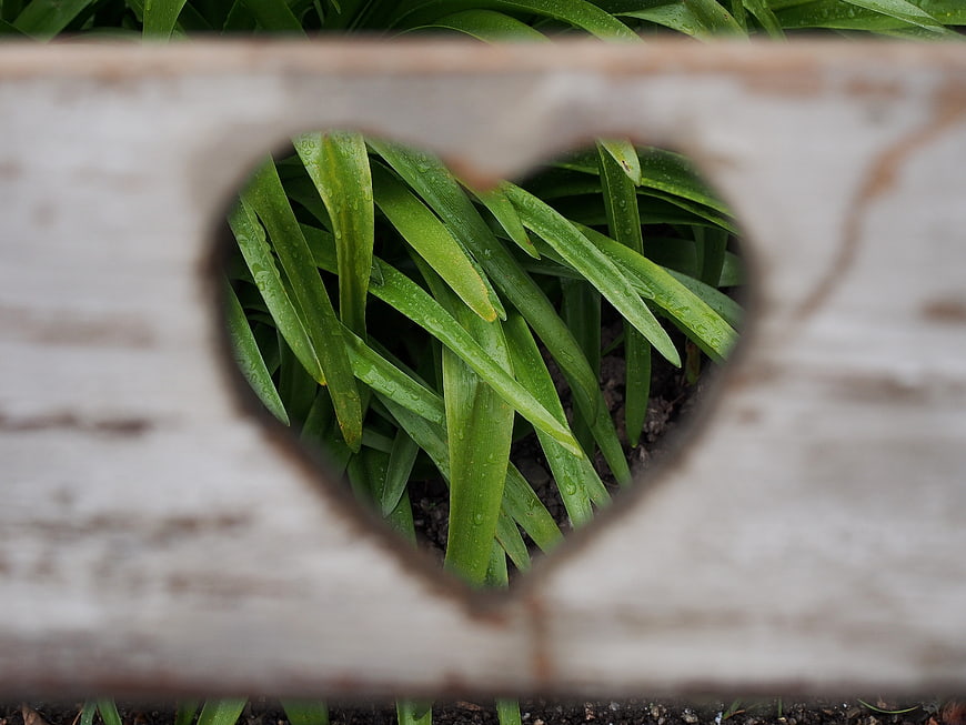 Green plant leaves viewed through a heart-shaped hole in a weathered white wooden fence