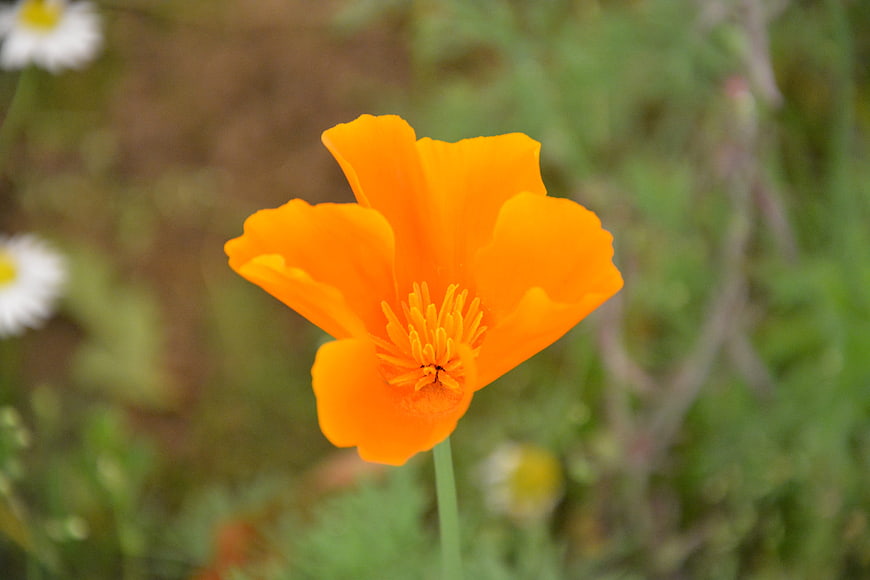 Vibrant Orange California Poppy in Natural Garden Setting