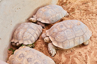 Group of four tortoises resting on sandy ground