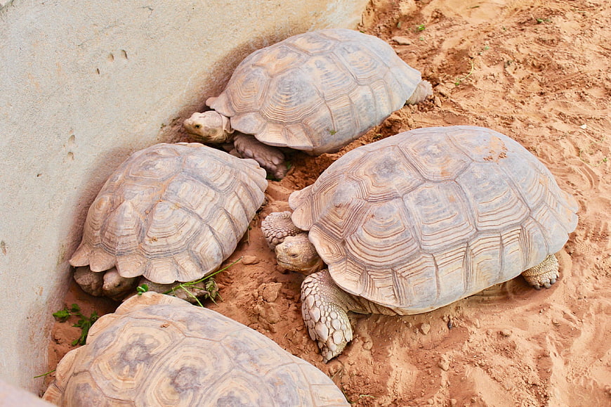 Group of four tortoises resting on sandy ground
