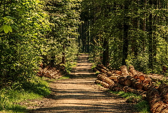 Sunlit Forest Path with Stacked Logs in Summer