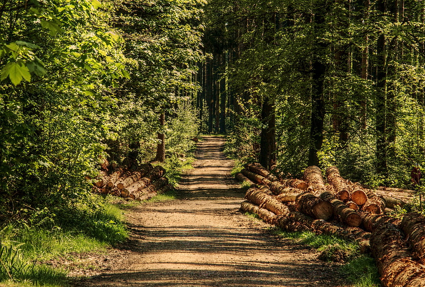 Sunlit Forest Path with Stacked Logs in Summer