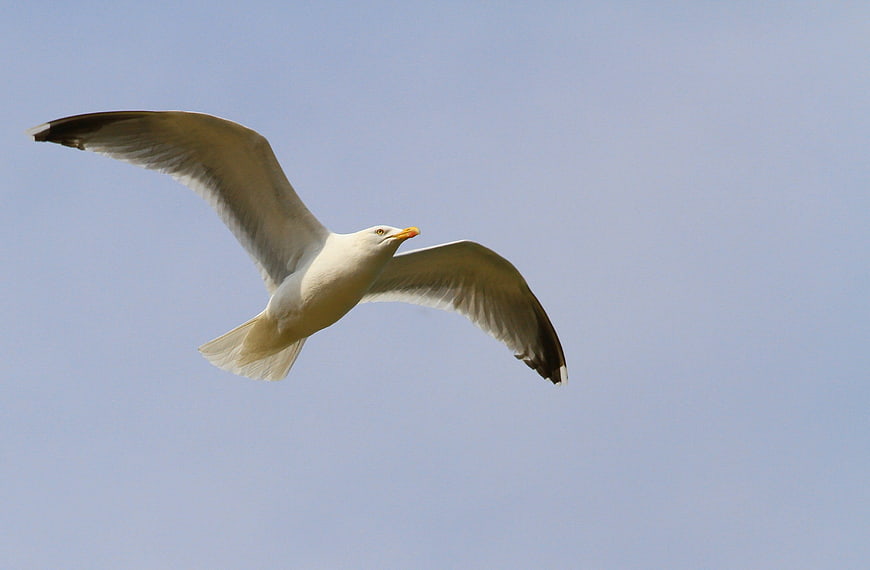 Seagull in Flight Against Clear Blue Sky