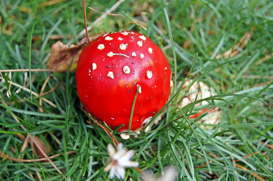 Close-up of red fly agaric mushroom in green grass