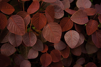 Close-up of textured reddish-purple leaves pattern